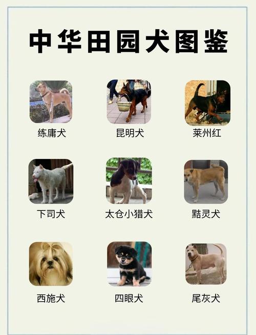 2025年正版资料免费大全和中国下司犬外网爆火与中国下司犬介绍