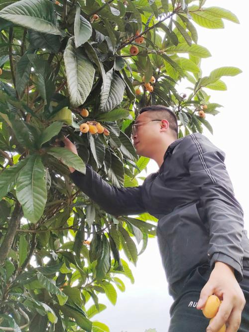 2025新澳门历史开奖查询和老人上树摘枇杷被困与爬树摘枇杷