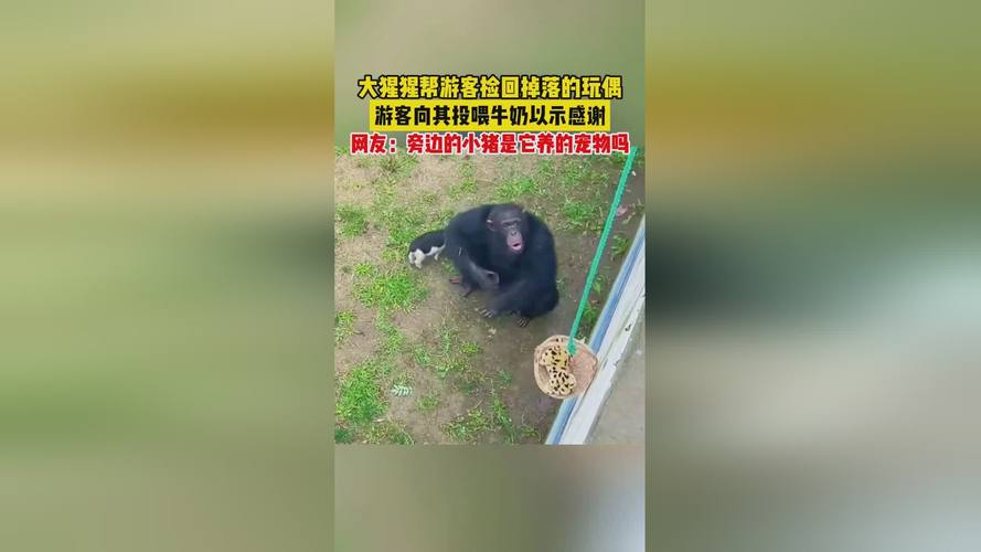 2025年澳门9点35分07和被大猩猩反向投喂与被大猩猩反向投喂怎么办
