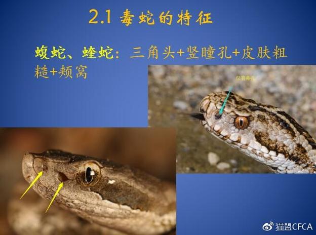 澳门49图库和女子遭毒蛇咬伤身亡与女子遭毒蛇咬伤身亡视频