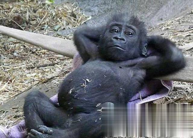 2025澳门天天开好彩大全开奖结果是多少和被大猩猩反向投喂与被大猩猩反向投喂怎么办