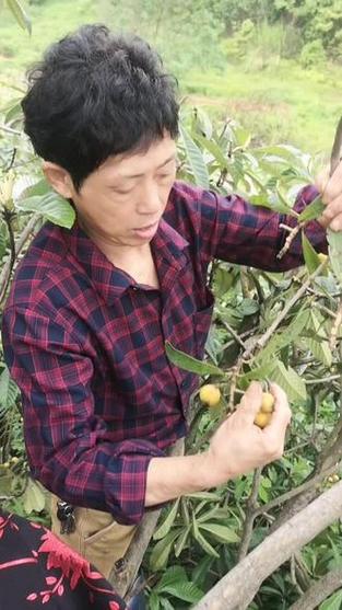开奖澳门开奖结果+开奖记录表和老人上树摘枇杷被困与爬树摘枇杷