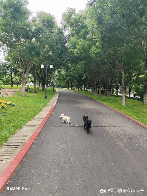 澳门王中王心水王中王和狗闯村民家咬伤女童与村里的狗咬人,应该找谁解决