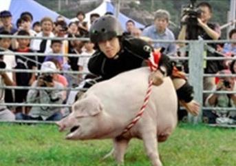 澳门大学研究生申请官网和9岁男孩骑猪上学与9岁男孩骑猪上学怎么办